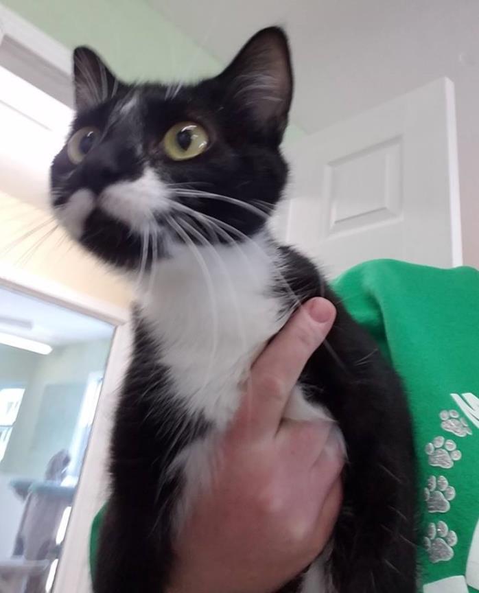 Adopt Mittens a Domestic Short Hair