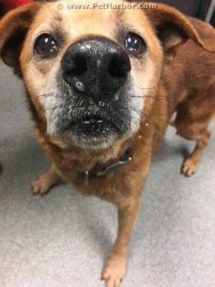 Adopt BEXLEY a Brown/Chocolate Labrador Retriever / Mixed dog in Lincolnton