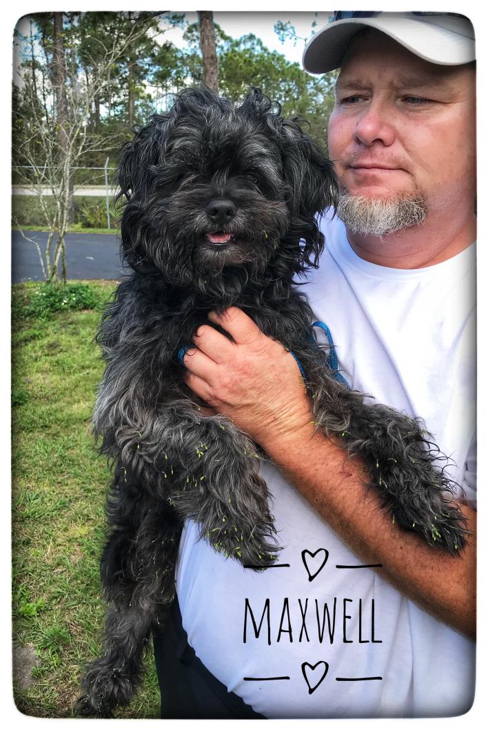 Adopt Maxwell a Schnauzer, Poodle
