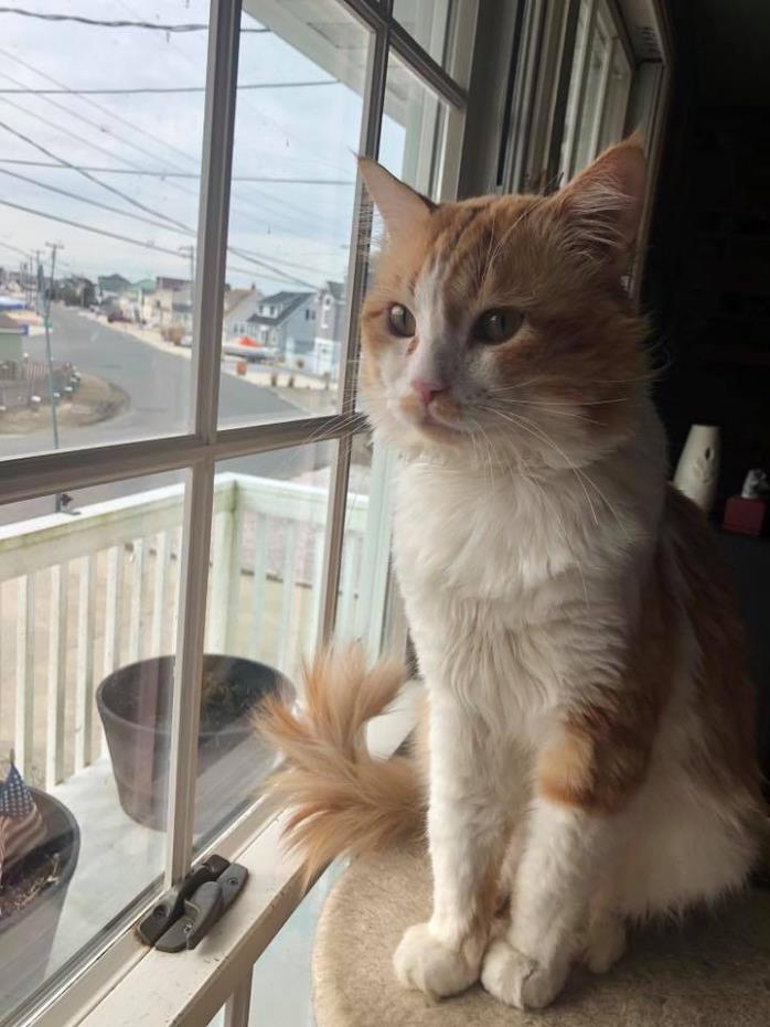 Adopt Tory a Orange or Red Tabby Domestic Longhair (long coat) cat in Toms