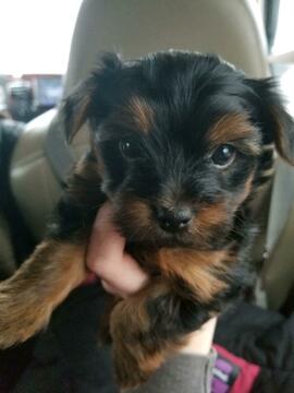 Morkie-Yorkshire Terrier Mix PUPPY FOR SALE ADN-110918 - Morkie female puppies