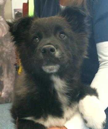 Adopt 157624 a Black Border Collie / Mixed dog in Bakersfield, CA (24641517)