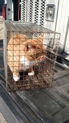Adopt 40775993 a Orange or Red Domestic Shorthair / Domestic Shorthair / Mixed