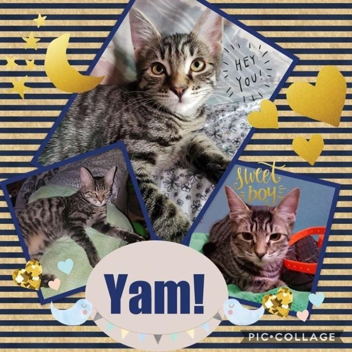 Adopt Yam a Tabby