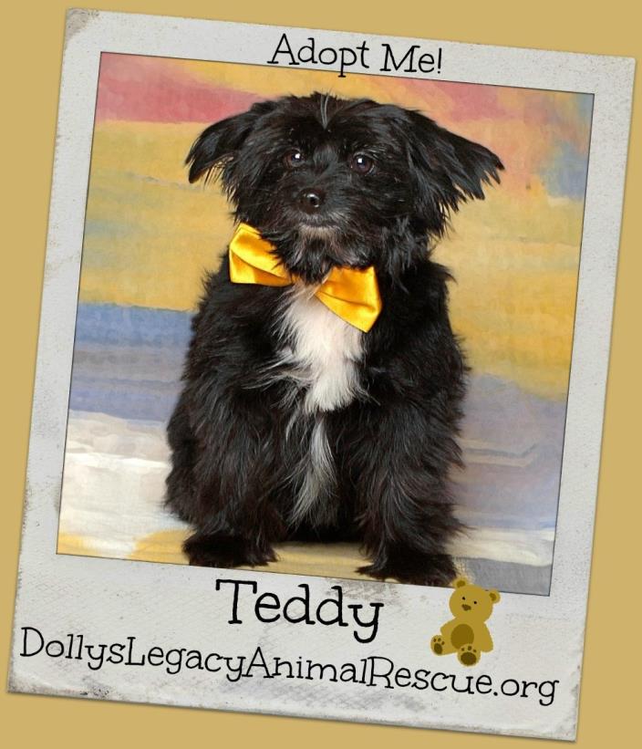 Adopt TEDDY a Havanese