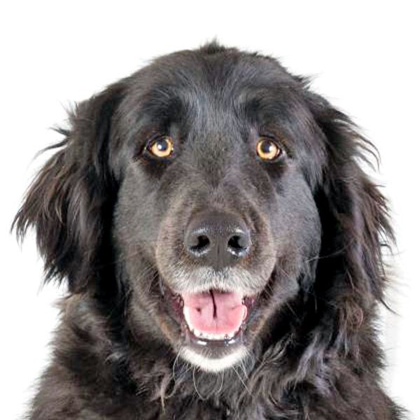 Adopt Taps a Black - with White Retriever (Unknown Type) / Shepherd (Unknown