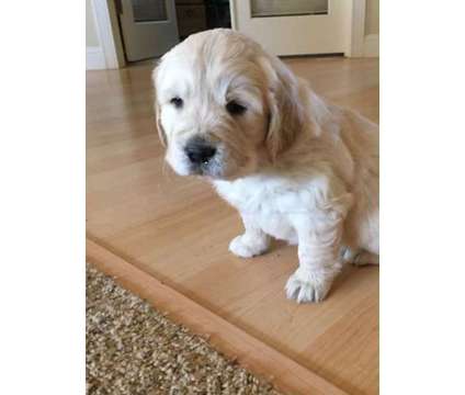 Golden Retriever Puppy