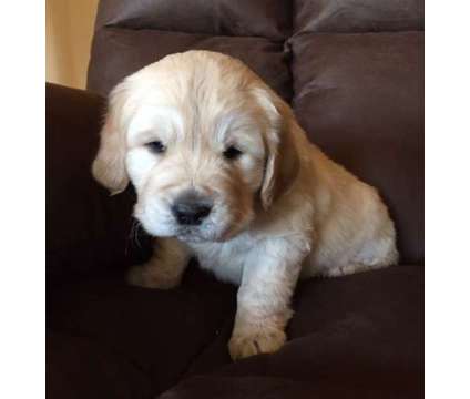 Golden Retriever Puppy