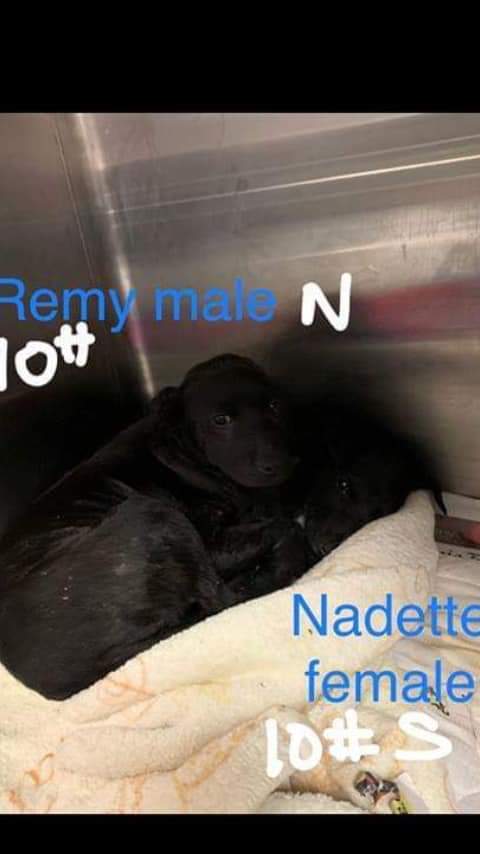 Adopt Remy & Nadette a Labrador Retriever