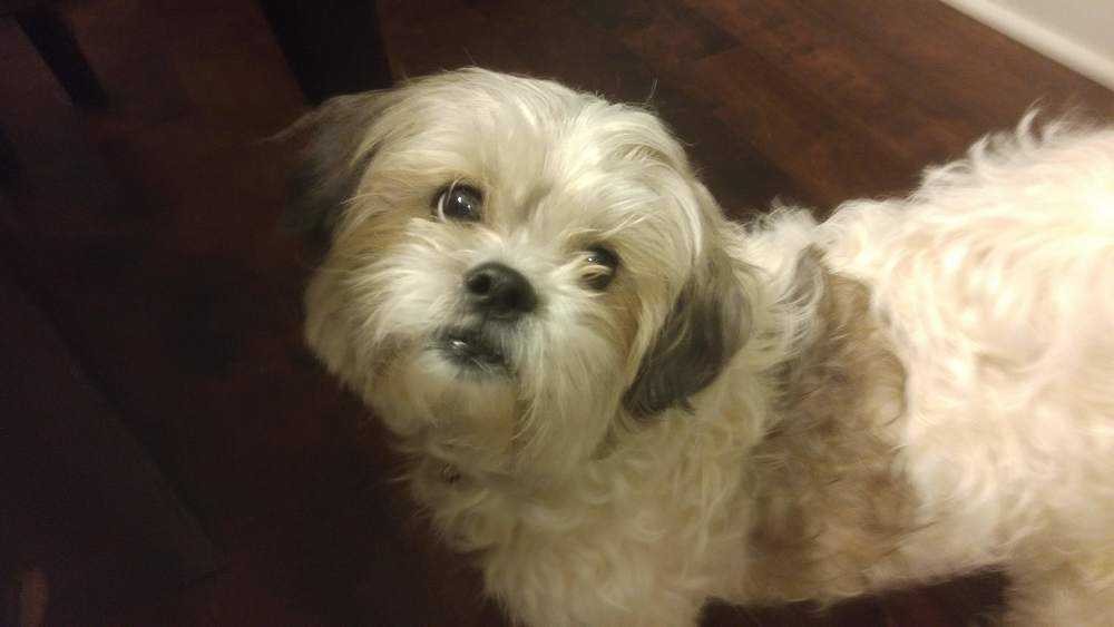 Adopt Murphy a Shih Tzu dog in Durham, NC (24188746)