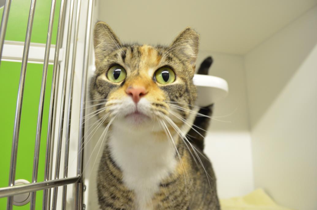 Adopt Muffin a Domestic Short Hair, Torbie