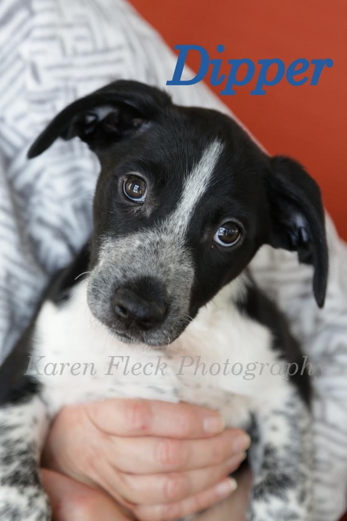 Adopt Dipper a Beagle, Mixed Breed