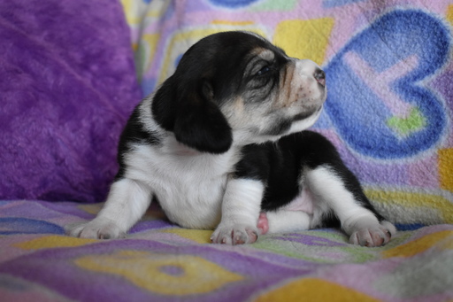 Beagle PUPPY FOR SALE ADN-110852 - Beautiful Litter of 8 AKC Beagle Puppies