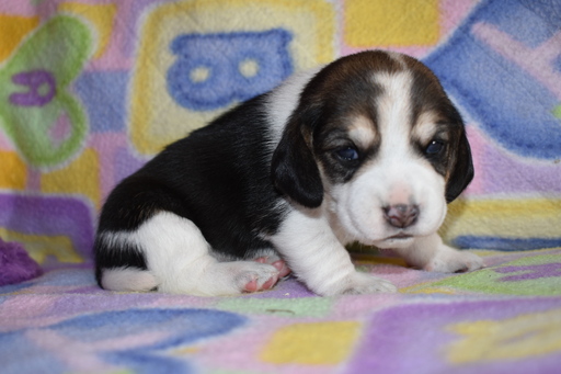 Beagle PUPPY FOR SALE ADN-110850 - Beautiful Litter of 8 AKC Beagle Puppies