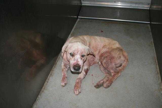 Adopt a Tan/Yellow/Fawn Labrador Retriever / Mixed dog in Modesto, CA (24640571)