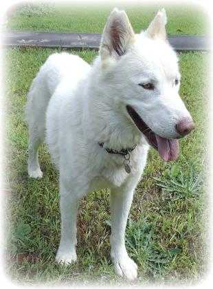 Adopt Yuri Oliver a White Husky / Mixed dog in Irmo, SC (21587178)