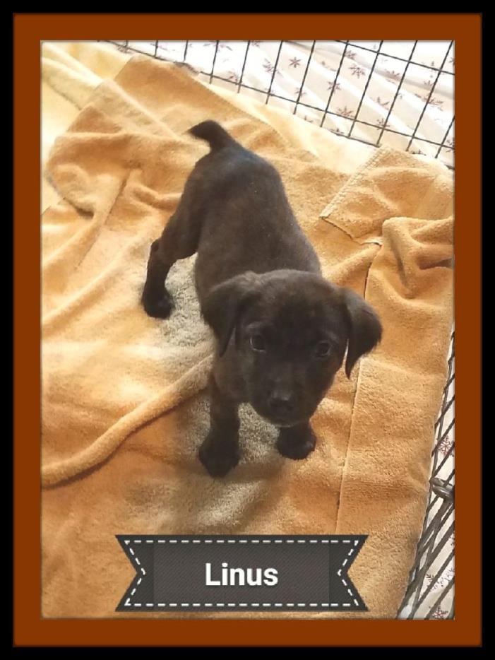 Adopt Linus a Labrador Retriever