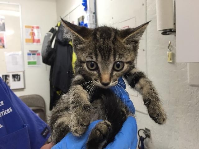 Adopt Daisy a Domestic Shorthair / Mixed (short coat) cat in Chico