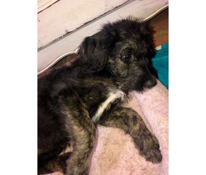Female Sheepadoodle Puppy