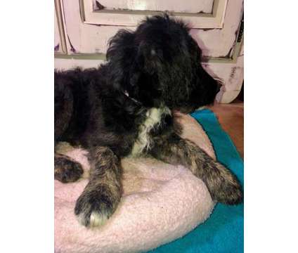 Female Sheepadoodle Puppy