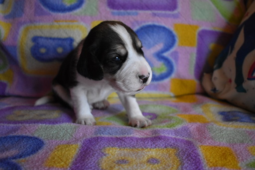 Beagle PUPPY FOR SALE ADN-110846 - Beautiful Litter of 8 AKC Beagle Puppies