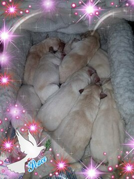 Labrador Retriever PUPPY FOR SALE ADN-110323 - Yellow Lab pups born 12 18 18