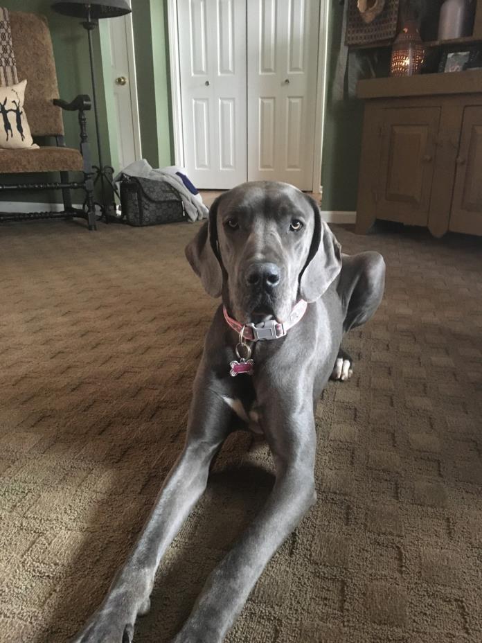 Adopt Daisy a Gray/Blue/Silver/Salt & Pepper Great Dane dog in Massillon