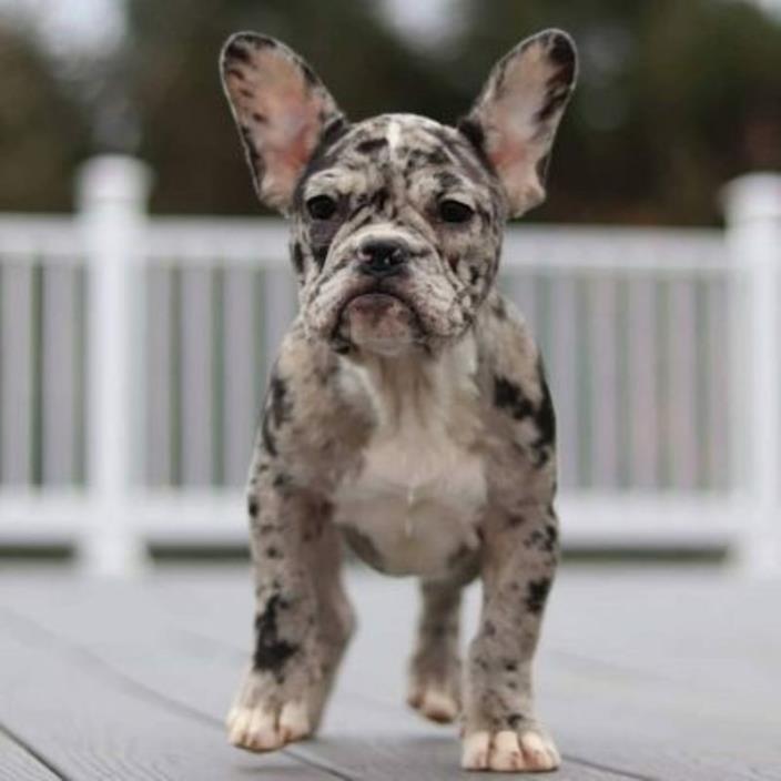 French Bulldog PUPPY FOR SALE ADN-110860 - Merle Spot