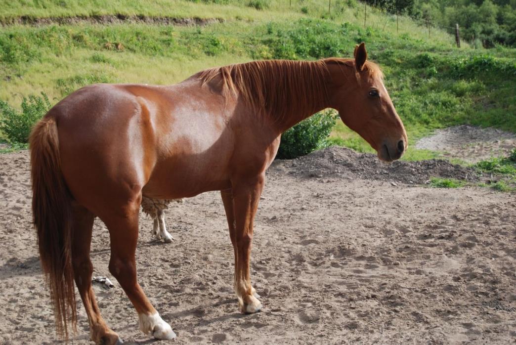 Tennessee Walker Mare