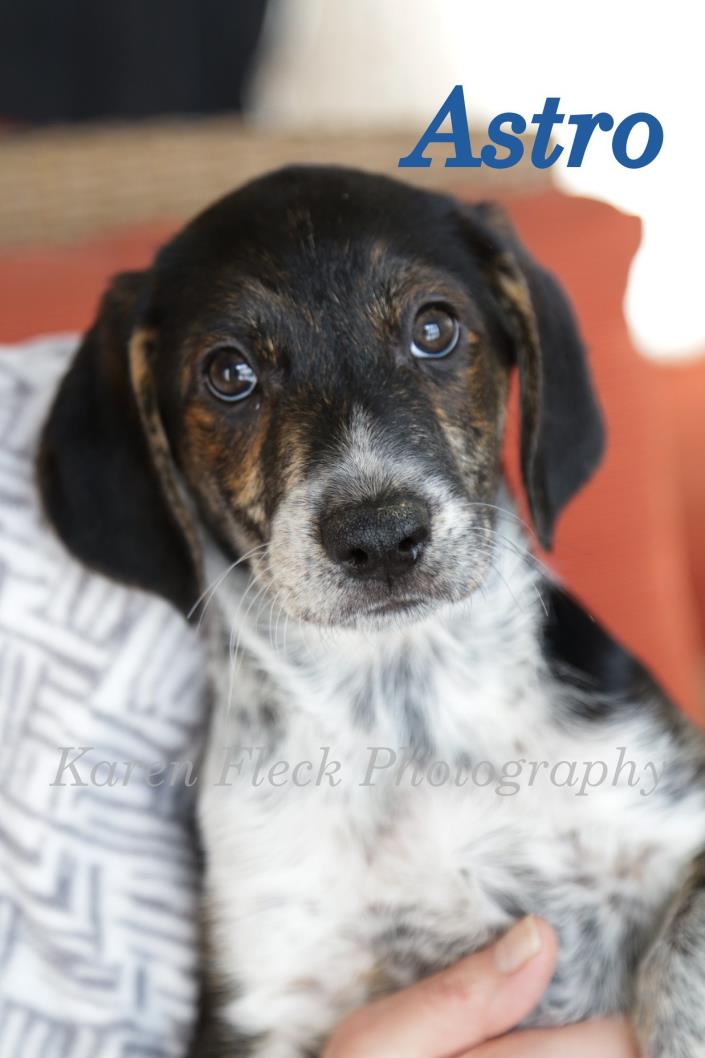 Adopt Astro a Beagle, Mixed Breed