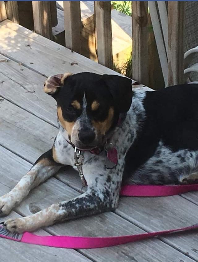 Adopt Lily a Tricolor (Tan/Brown & Black & White) Black and Tan Coonhound /