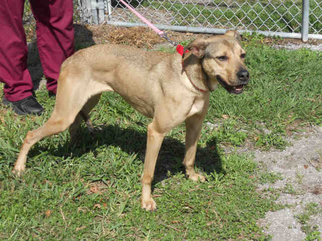 Adopt LILY a Red/Golden/Orange/Chestnut American Pit Bull Terrier / Mixed dog in