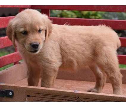 Lustrous Golden Retriever Puppies