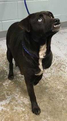 Adopt 40829611 a Black Labrador Retriever / Mixed dog in Greenville