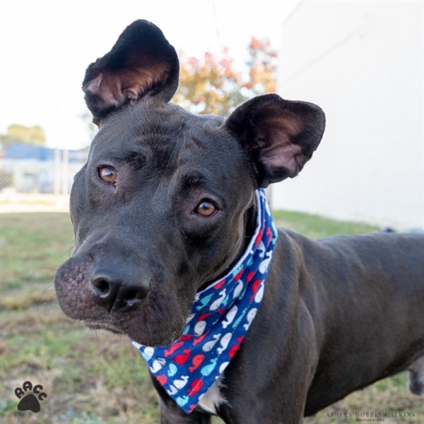 Adopt Frankenweenie a American Pit Bull Terrier / Mixed dog in Richmond