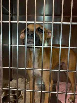 Adopt Cassius a Tan/Yellow/Fawn Boxer / Mixed dog in Kansas City, MO (24647576)