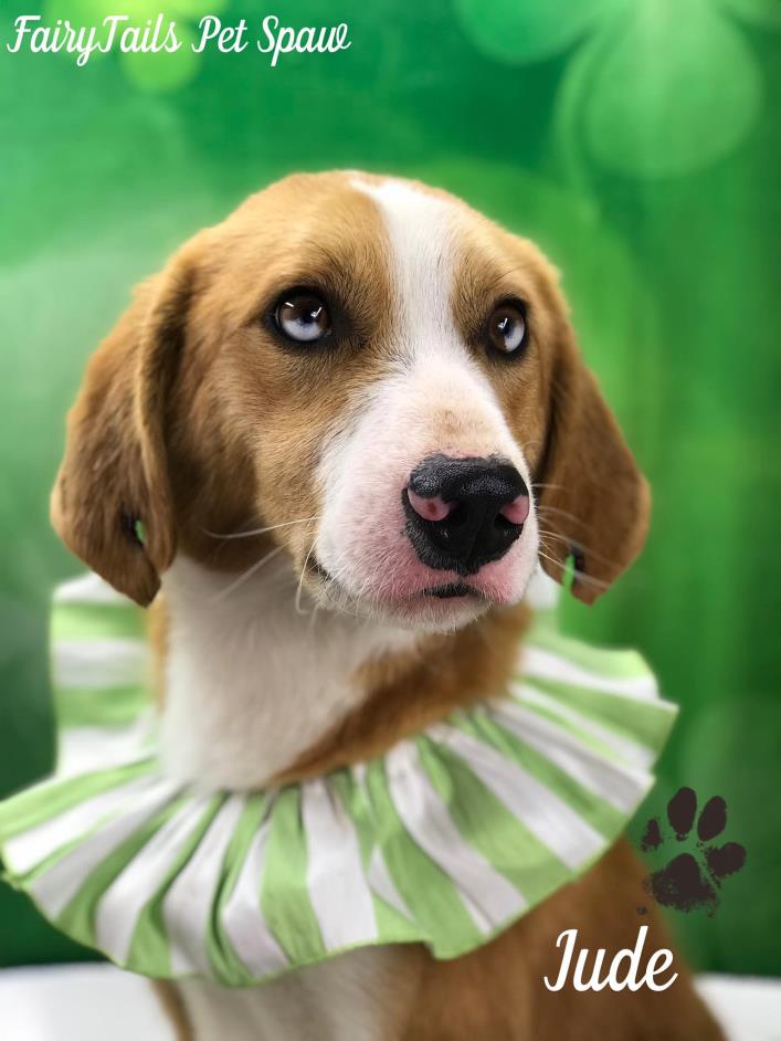 Adopt Jude Law a Tan/Yellow/Fawn - with White Australian Shepherd / Coonhound