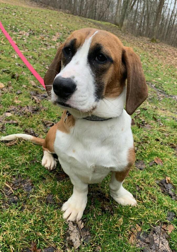 Adopt Ranger a Tricolor (Tan/Brown & Black & White) Basset Hound / Mixed dog in