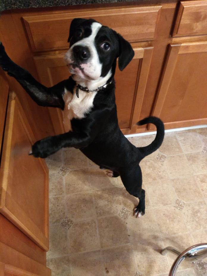 Adopt Maximus a Black - with White Beagle / Bloodhound dog in Monroe