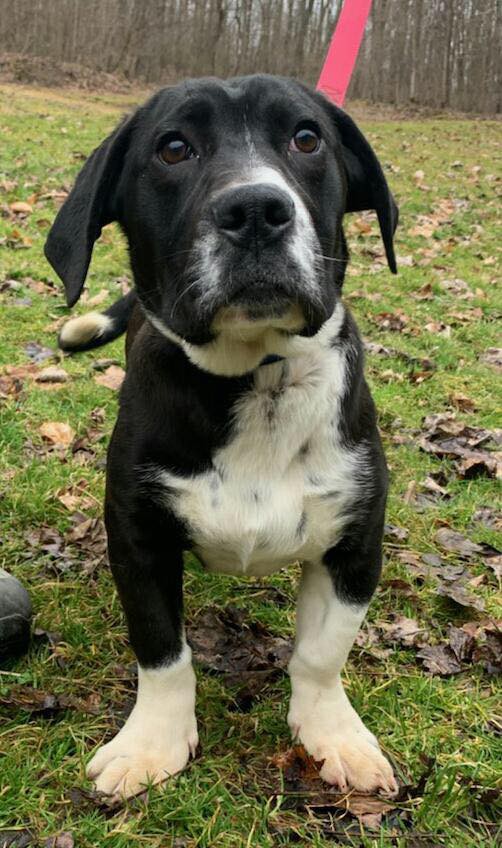 Adopt Ryder a Black - with White Basset Hound / Mixed dog in Washington