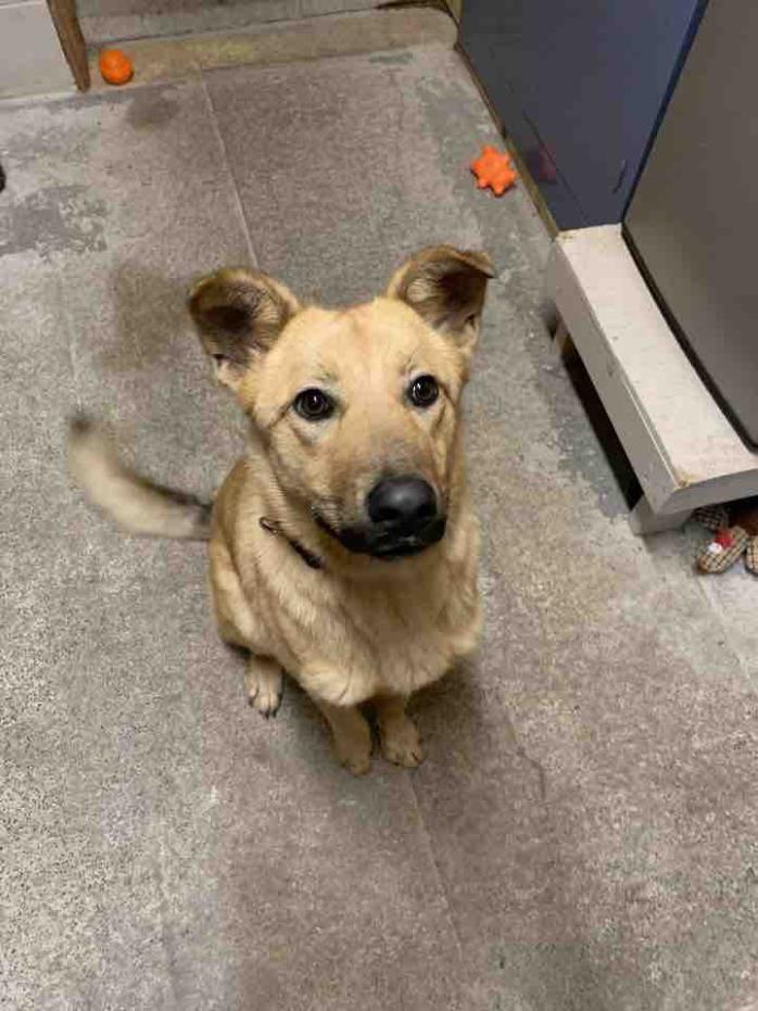 Adopt Mia a Tan/Yellow/Fawn German Shepherd Dog / Labrador Retriever / Mixed dog