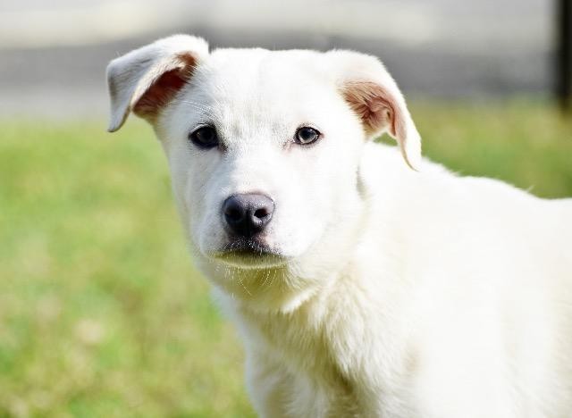 Adopt Frost a Husky / Labrador Retriever / Mixed dog in Kingsland, GA (24711042)
