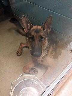 Adopt Gypsy a Black German Shepherd Dog / Mixed dog in Spartanburg