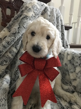 Goldendoodle-Poodle (Standard) Mix PUPPY FOR SALE ADN-110935 - Sweet F1b
