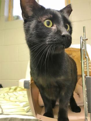 Adopt Mouse a Domestic Short Hair