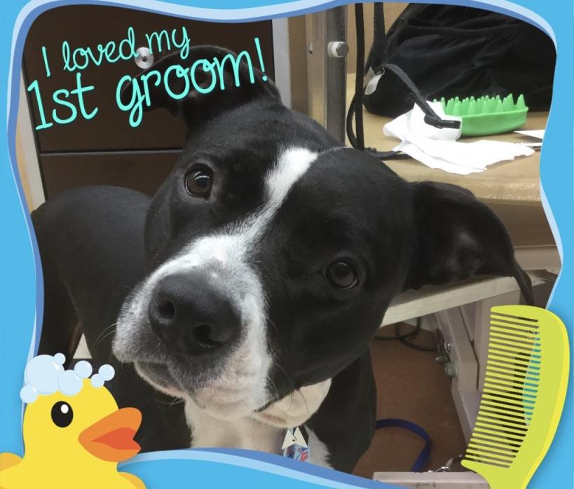 Adopt Sarlacc a Black - with White American Staffordshire Terrier / American Pit