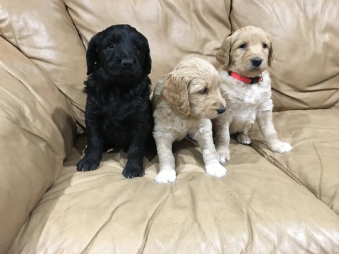 Goldendoodle PUPPY FOR SALE ADN-114394 - Beautiful Goldendoodle puppies