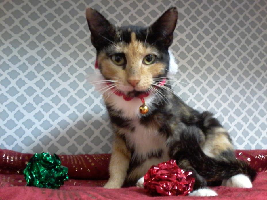 Adopt Piper (So sweet!) a Calico