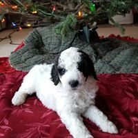 Pyredoodle PUPPY FOR SALE ADN-110874 - Pyredoodles