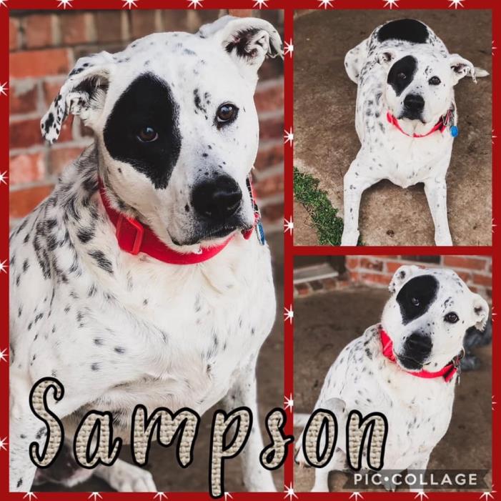 Adopt SAMPSON a Great Pyrenees, Pointer